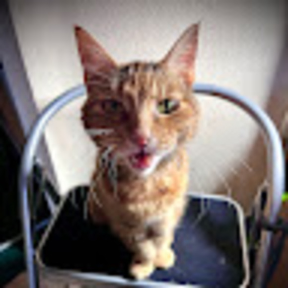 jadecat007